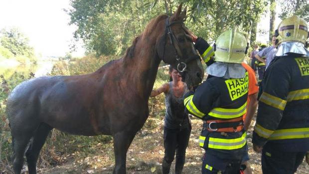 Hasiči v pražských Lipencích u řeky Berounky vytahovali koně, který až po krk zapadl do rozbahněného břehu