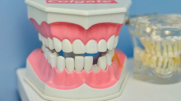 Model zubů