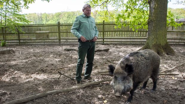 Lánská bachyně Berta žije v tzv. demonstrační obůrce, na snímku s šéfem Lesní správy Lány Milošem Balákem