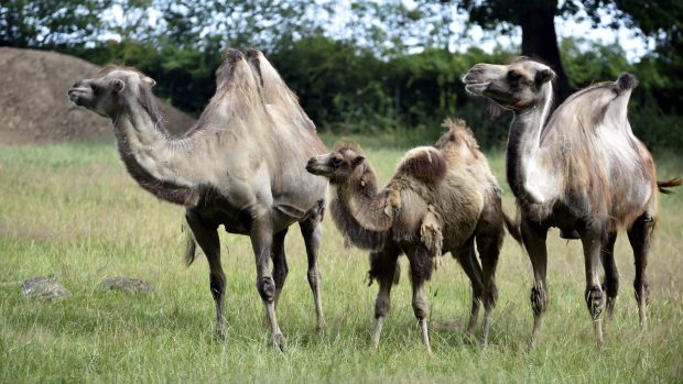 Stádo velbloudů ve zlínské zoo nyní tvoří devítiletý samec Fico, dvacetiletá samice Jade, desetiletá samice Olina a dva letošní samečci.