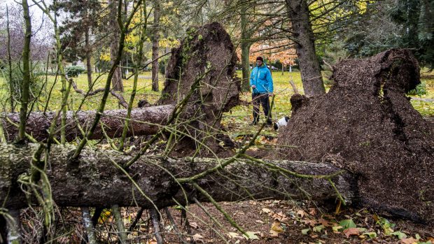 Silný vítr doprovázený deštěm se v neděli v ranních hodinách přehnal i přes Hradec Králové. Na snímku jsou spadlé stromy v městské části Slezské předměstí.