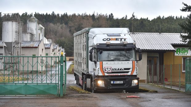 Z vepřína v Letech na Písecku odjelo 14. března 2018 auto s posledními 150 prasaty