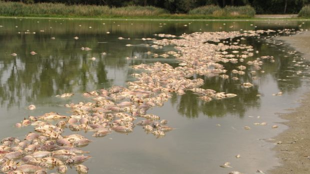 V rybníku Nesyt uhynuly kvůli horkému počasí desítky tun ryb