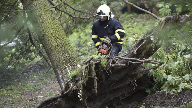 Hasiči v ostravské ulici Generála Hrušky odstraňovali po silném větru vyvrácenou borovici. Korunou se zaklínila o ostatní stromy a hrozil její pád do ulice.