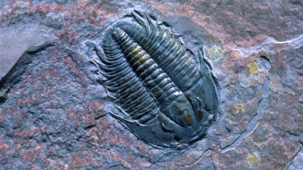 Trilobiti se jako první zvířata dokázala stočit do kuličky, aby se ochránila. Ostatní už to jen kopírují, přibližuje paleontolog Lukáš Laibl