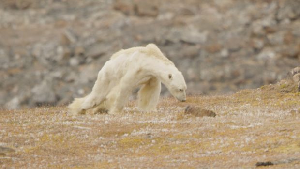 Lední medvěd umírající od hladu na záběrech Paula Nicklena