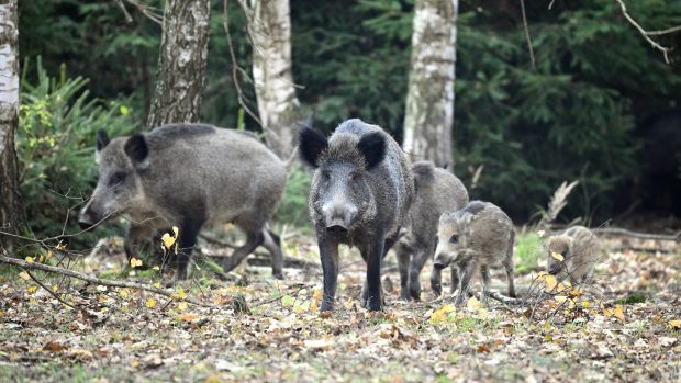 Veterinární správa zakázala lovit zvěř a krmit divoká prasata