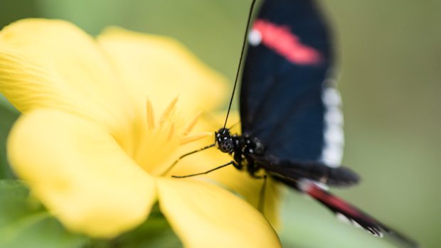 V Botanické zahradě v Troji se koná již  18. ročník výstavy motýlů.