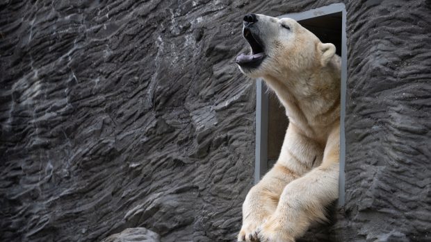 Do Zoo Praha dorazili dva lední medvědi ze Zoo Varšava