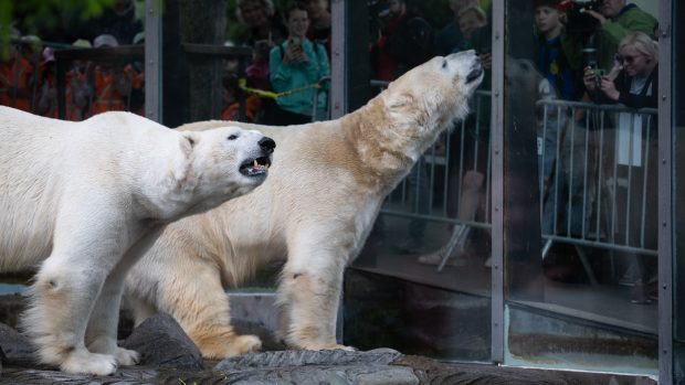 Lední medvědi jsou jediní predátoři, kteří člověka považují za lovnou zvěř