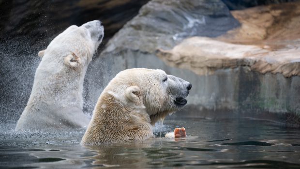 Poskytne ledním medvědům prvotřídní podmínky
