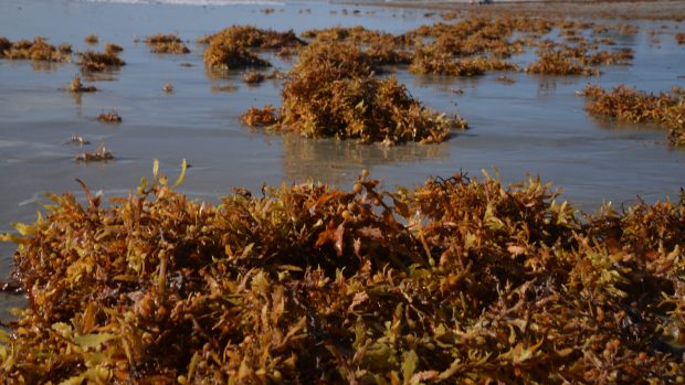 sargassum chaluha řasa