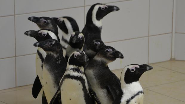 Tučňáci nejprve cestovali trajektem a pak po souši až do Česka