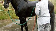 Sprchování koně