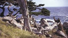 Stromy na pobřeží