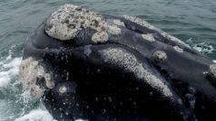 povlak vytvořený cizopasnými korýši na hlavě velryby