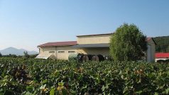 Vinohrady v Tokajské oblasti