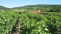 Vinohrady v Malých Karpatech