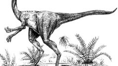 Dinosaurus Ornithomimus