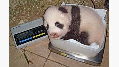 Každý zvuk mláděte pandy je zaznamenáván a analyzován