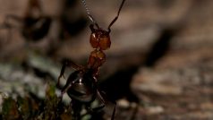 Mravenec - ilustrační fotografie