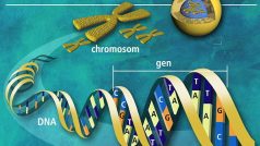 Biomolekula DNA