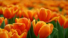 Tulipány (a obzvláště ty oranžové) k Nizozemsku prostě patří