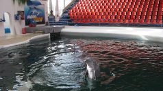 delfín ve Varně