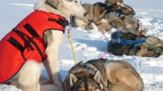 Finnmarkslopet - závody psích spřežení