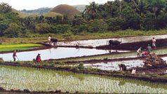 Pěstování rýže