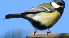 Sýkora koňadra (Parus major)