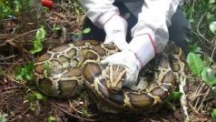 Invazivní samice krajty tygrovité ( Python molurus) ve svém hnízdě na Floridě