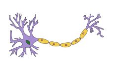 Neuron