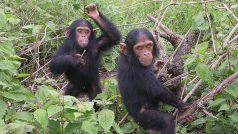 Malí šimpanzi při hře, Kongo-Brazzaville