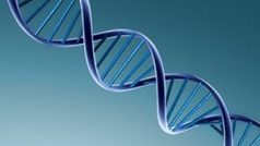 Šroubovice DNA