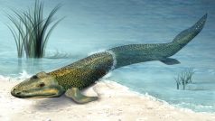 Tiktaalik roseae