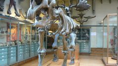 Diprotodon australis (Muséum national d&#039;Histoire naturelle, Paříž)
