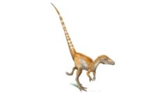 Sinosauropteryx