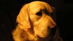 Jako vodicí nebo asistenční psi se často používají například zlatí retrívři