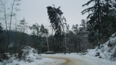 V Kokořínském dole na Mělnicku se stále odstraňují následky ničivé vichřice