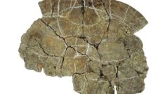 Želva Cerrejonemys wayuunaiki měřila 1 metr na délku a její krunýř dosahoval tloušťky 3,5 cm