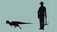 Býložravý dinosaurus Texacephale langstoni dosahoval velikosti většího psa
