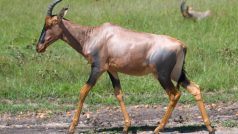 Buvolec modrý (Damaliscus lunatus)