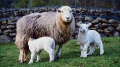 Ovce s jehňaty