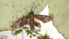Mravenčí dělnice se schovávají na spodku listů a číhají na hmyz