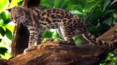 Ocelot dlouhoocasý (Leopardus wiedii)