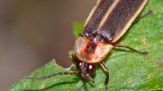 Photinus carolinus