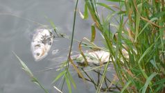 Uhynulé ryby - Tolstolobik bílý