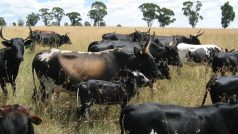 Jihoafrické krávy nguni