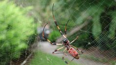 Nefila kyjonohá (Nephila clavipes)